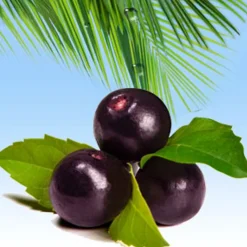 Nature's Garden Acai Berry Fragrance Oil Discount