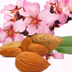 Nature's Garden Almond Fragrance Oil Clearance