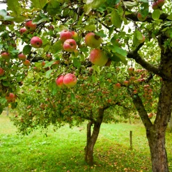 Nature's Garden Apple Orchard Fragrance Oil Online