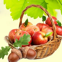 Nature's Garden Apples and Oak Fragrance Oil