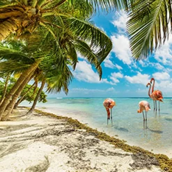 Nature's Garden Aruba Shores Fragrance Oil Sale