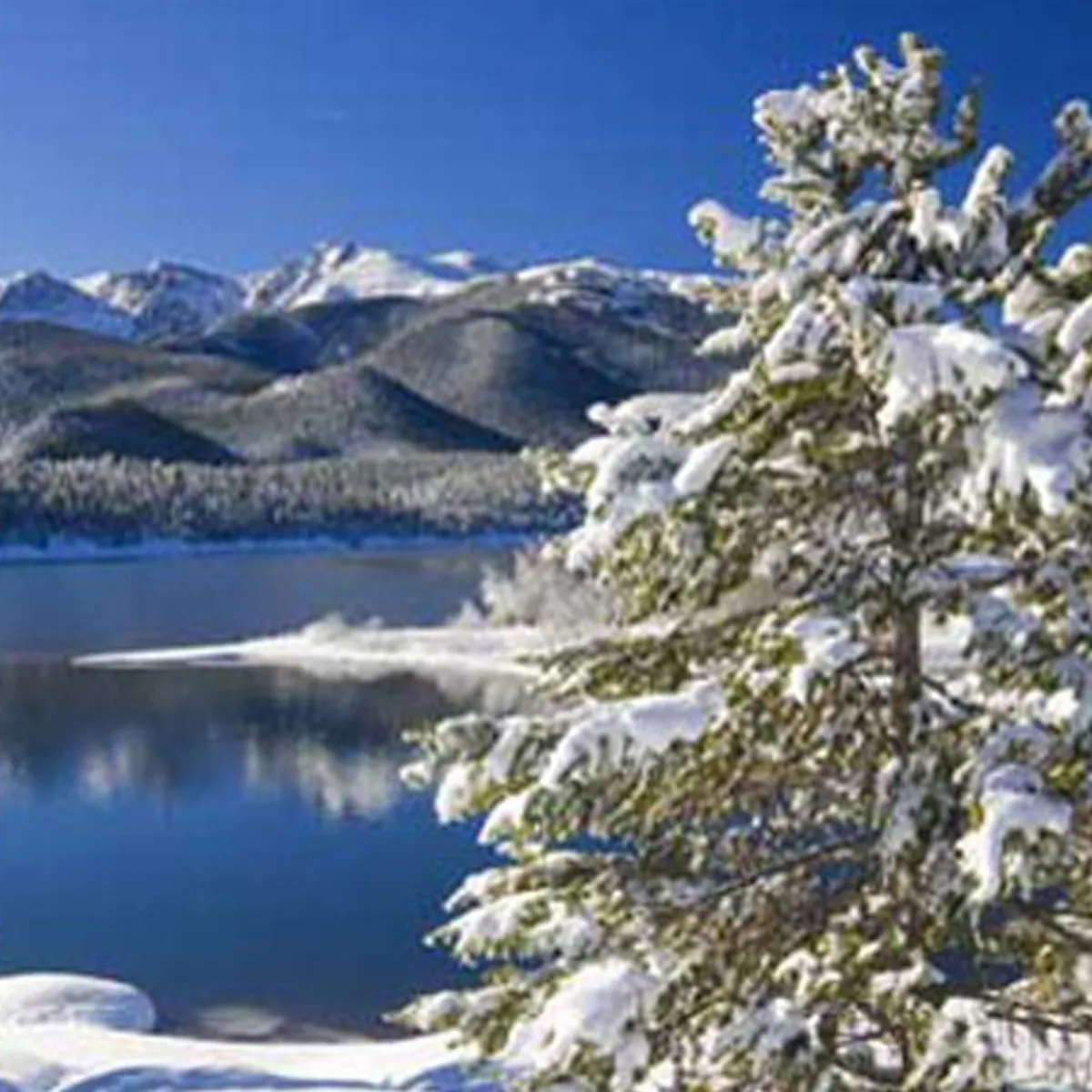 Nature's Garden Aspen Winter Type Fragrance Oil Best