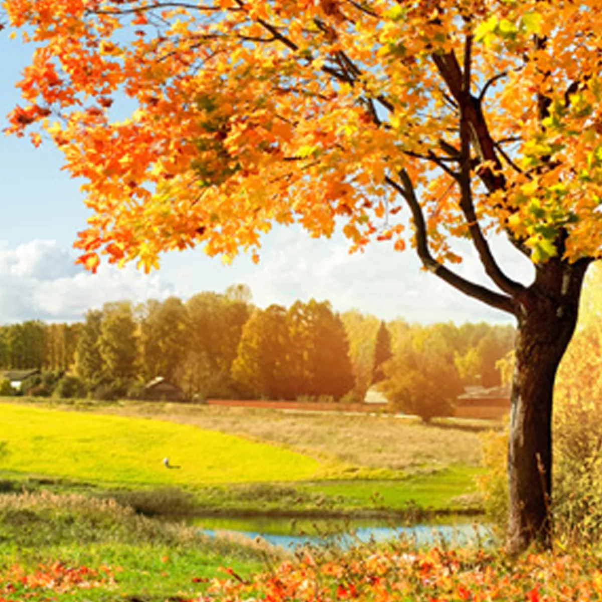 Nature's Garden Autumn Woods Fragrance Oil Hot