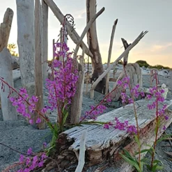 Nature's Garden Beachwood Vetiver Fragrance Oil New