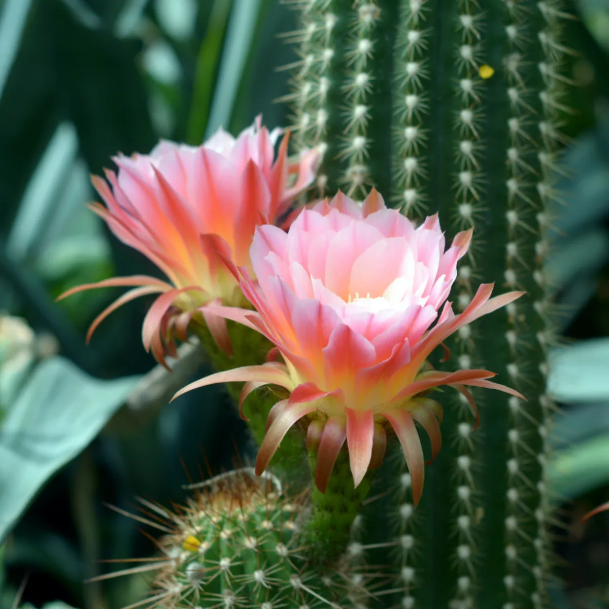 Nature's Garden Cactus Flower Fragrance Oil Sale