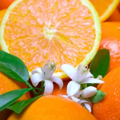 Nature's Garden Calypso Citrus Circus Fragrance Oil New