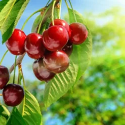 Nature's Garden Cherry Fragrance Oil New