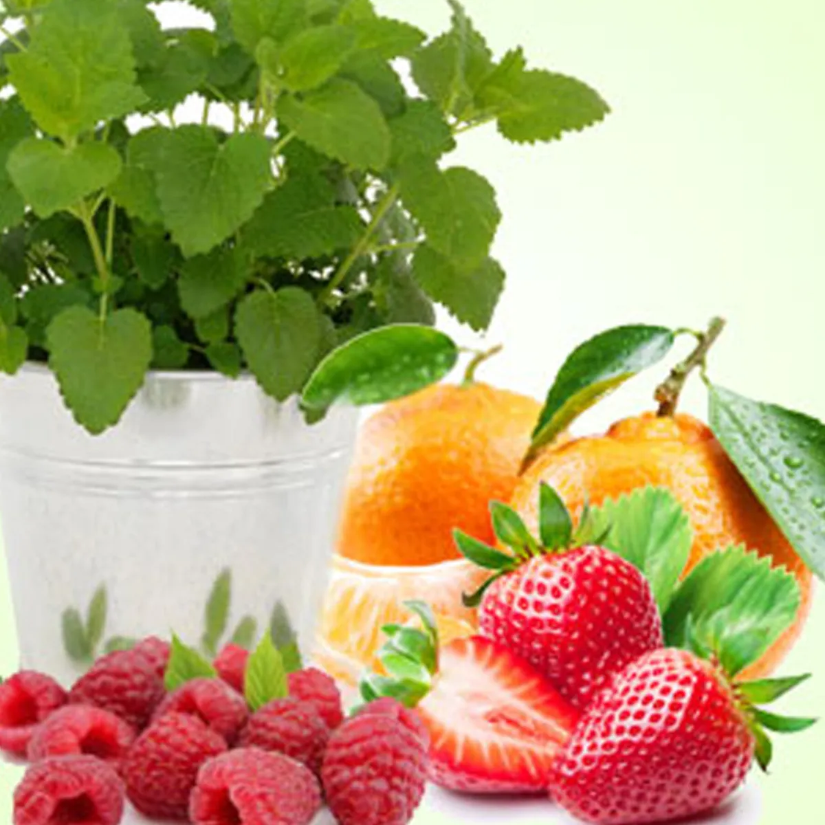 Nature's Garden Citronella Berry Fragrance Oil Discount