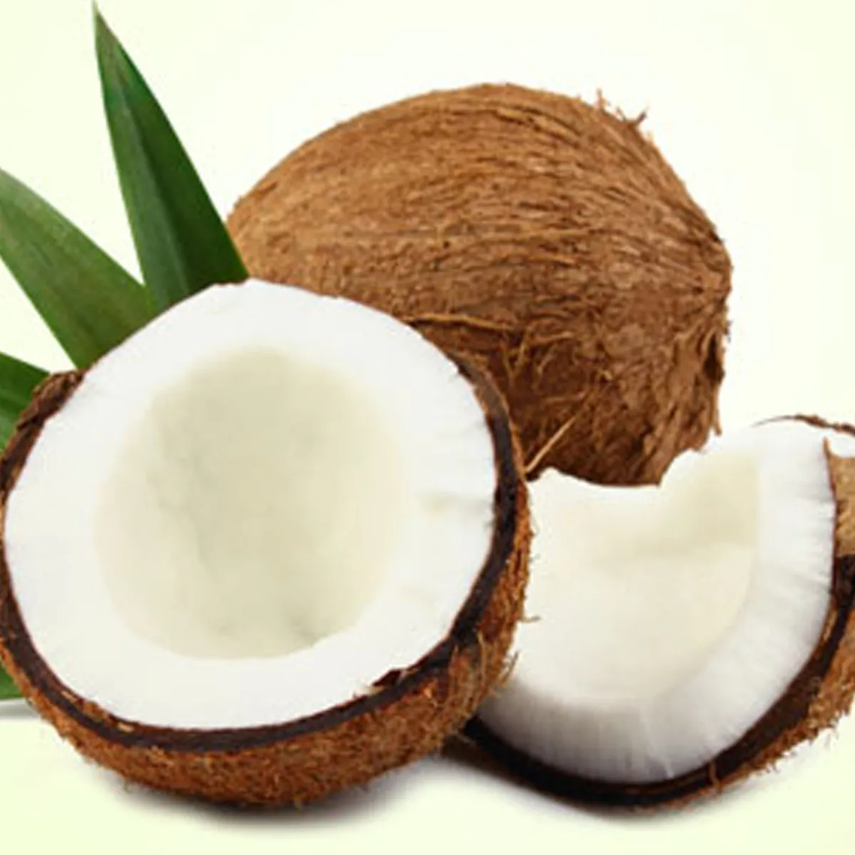 Nature's Garden Coconut Fragrance Oil Hot