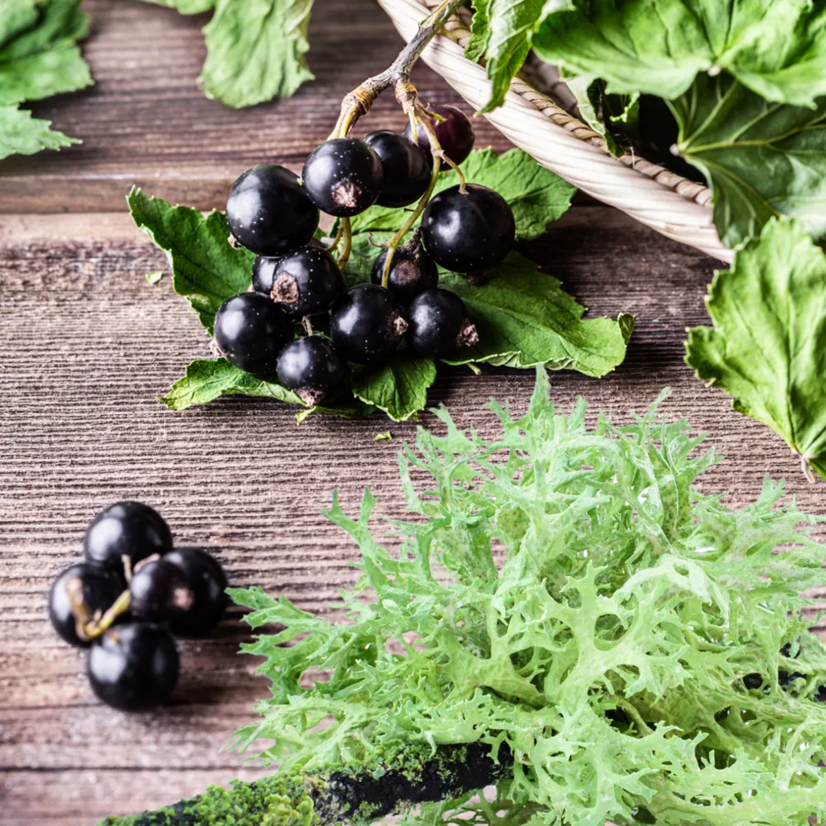 Nature's Garden Currant and Oakmoss Fragrance Oil Clearance