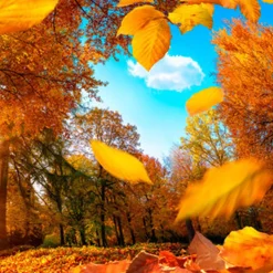 Nature's Garden Falling for Fall Fragrance Oil