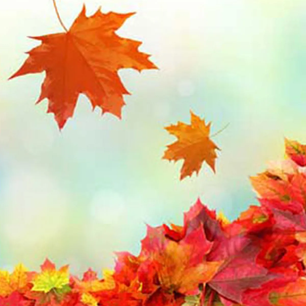 Nature's Garden Fresh Fallen Leaves Fragrance Oil Hot