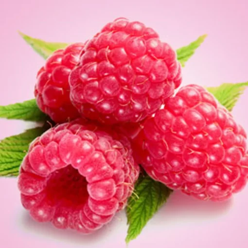 Nature's Garden Fresh Raspberry Fragrance Oil Discount