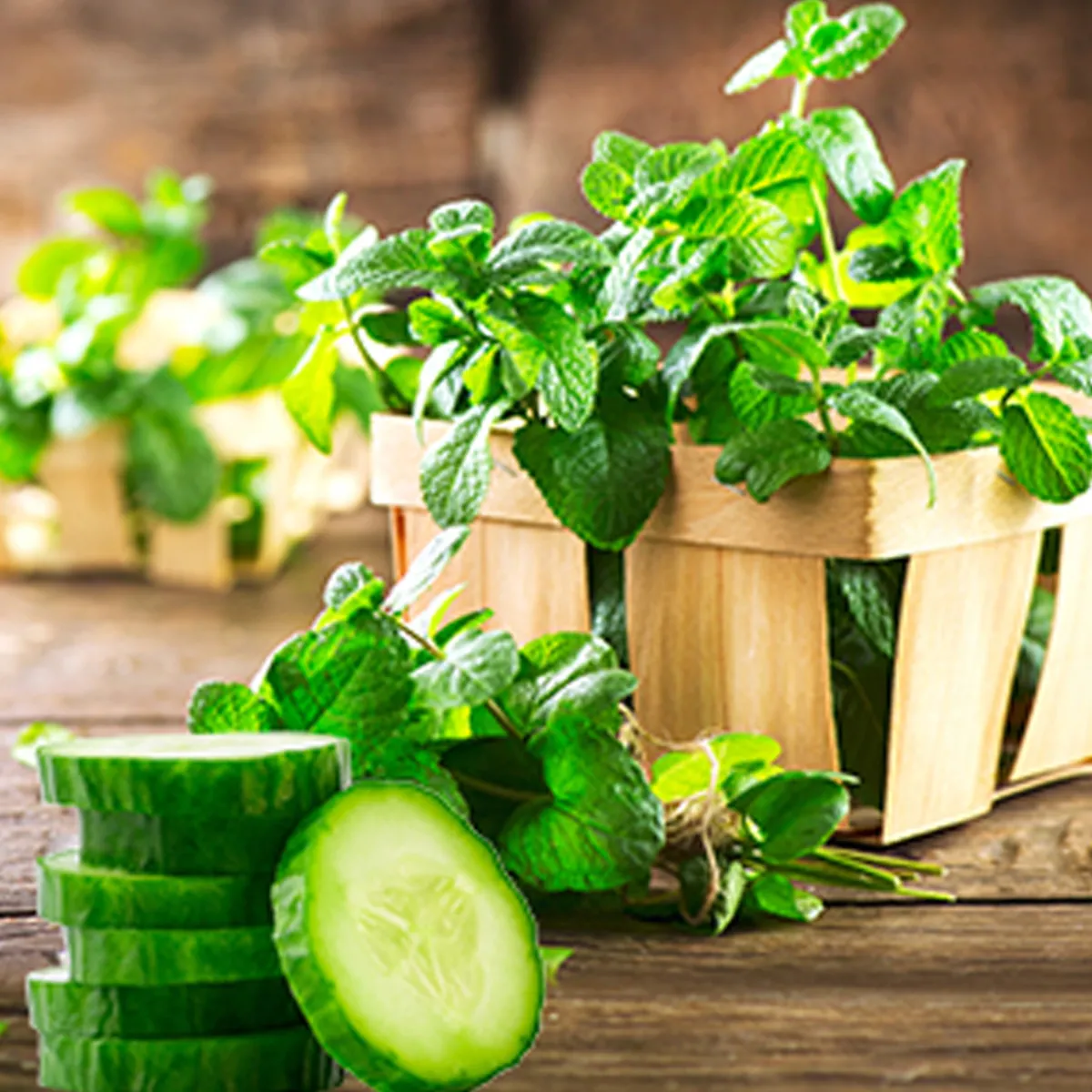 Nature's Garden Garden Mint and Cucumber Fragrance Oil Sale