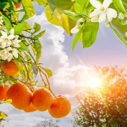 Nature's Garden Golden Sunshine Fragrance Oil Hot