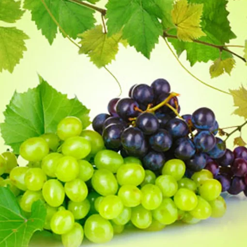 Nature's Garden Grape Fragrance Oil Discount