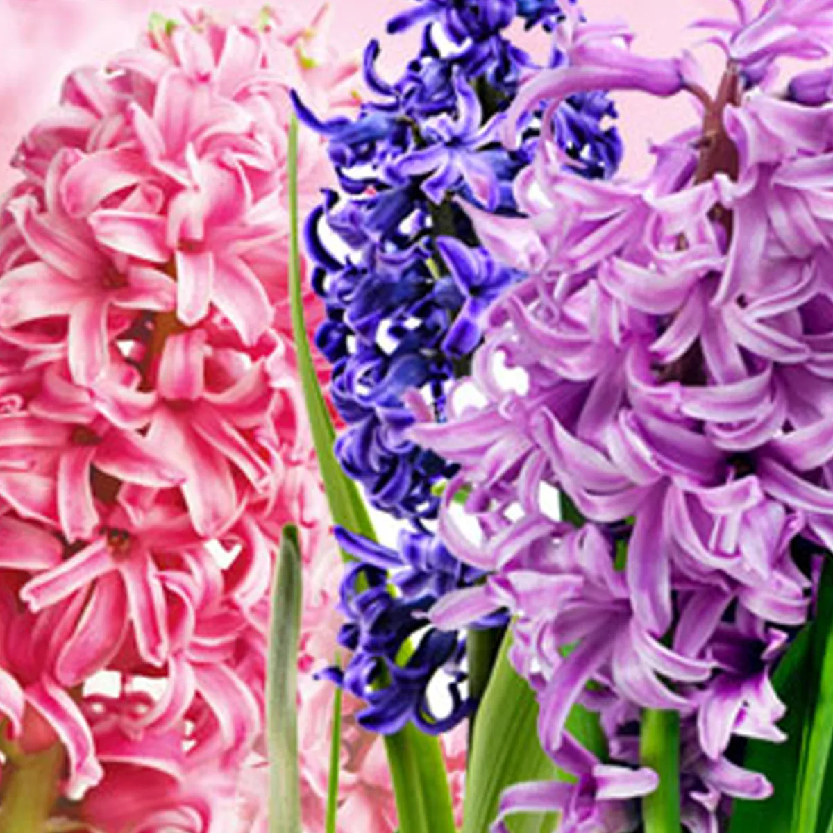 Nature's Garden Hyacinth Fragrance Oil Discount