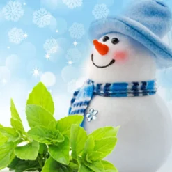 Nature's Garden Jack Frost Fragrance Oil Outlet