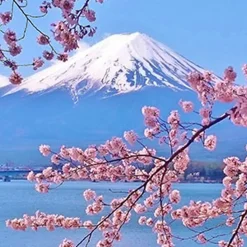 Nature's Garden Japanese Cherry Blossom Fragrance Oil Online