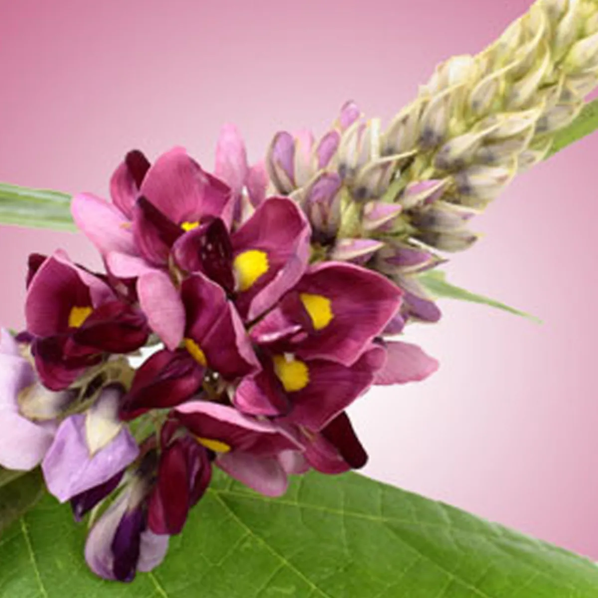 Nature's Garden Kudzu Fragrance Oil Discount