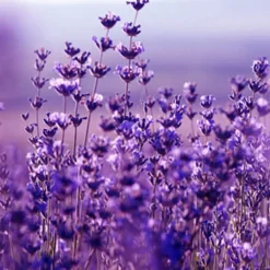 Nature's Garden Lavender Flowers Fragrance Oil Discount
