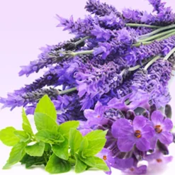 Nature's Garden Lavender Mint WOW Fragrance Oil New