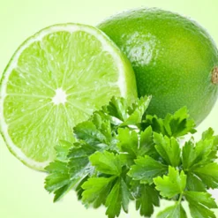 Nature's Garden Lime Cilantro Fragrance Oil New