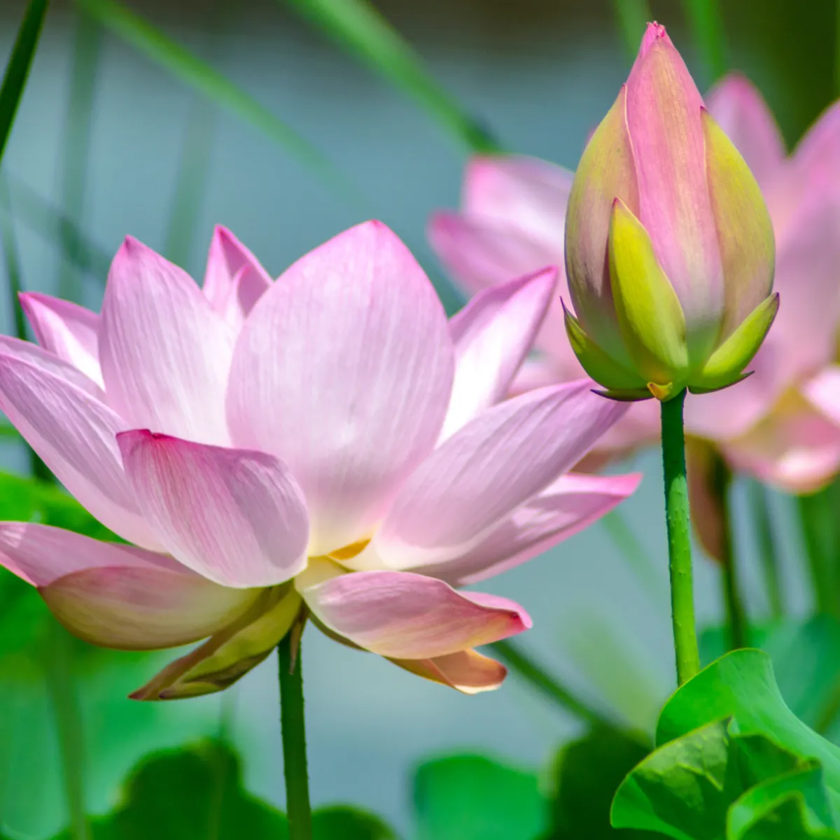 Nature's Garden Lotus Blossom Fragrance Oil Hot