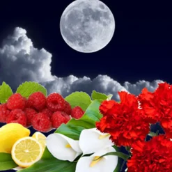 Nature's Garden Lunar Eclipse Fragrance Oil Clearance