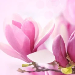 Nature's Garden Magnolia Fragrance Oil Hot