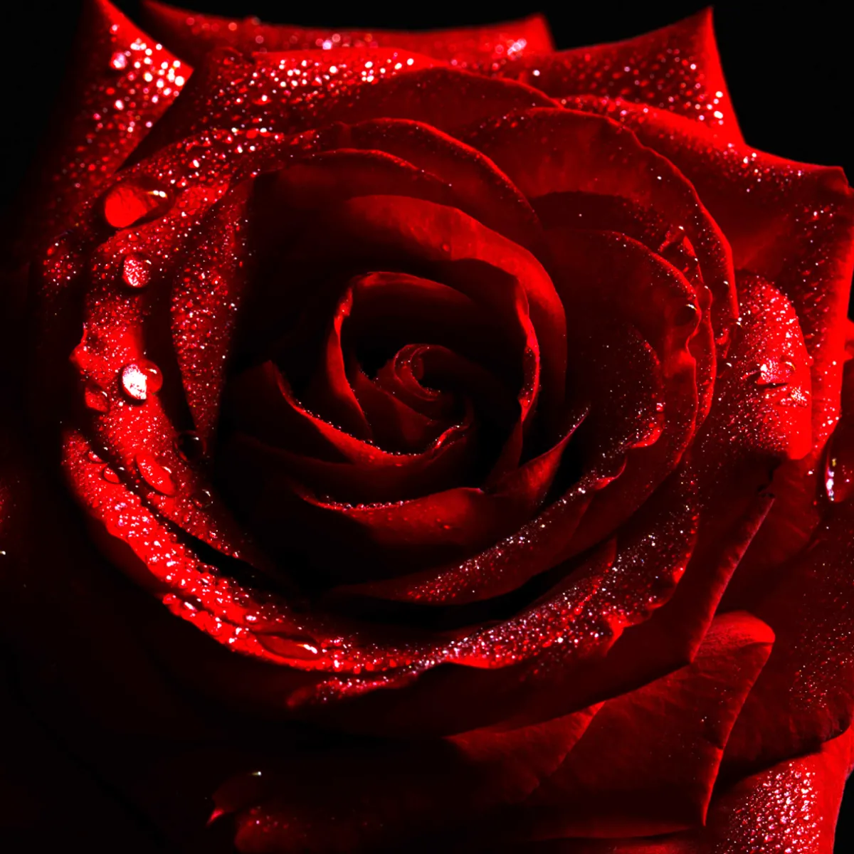 Nature's Garden Midnight Rouge Fragrance Oil New