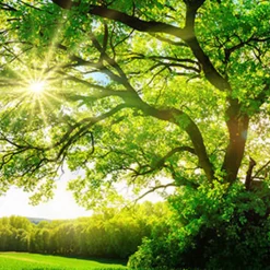 Nature's Garden Mother Nature Fragrance Oil Hot