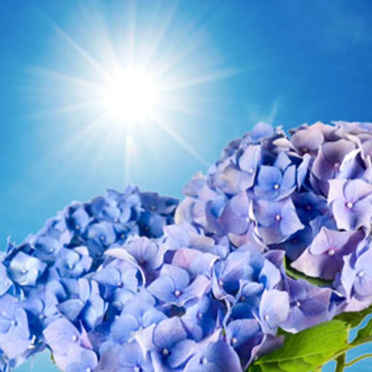 Nature's Garden NG Blue Hydrangea Type Fragrance Oil Outlet