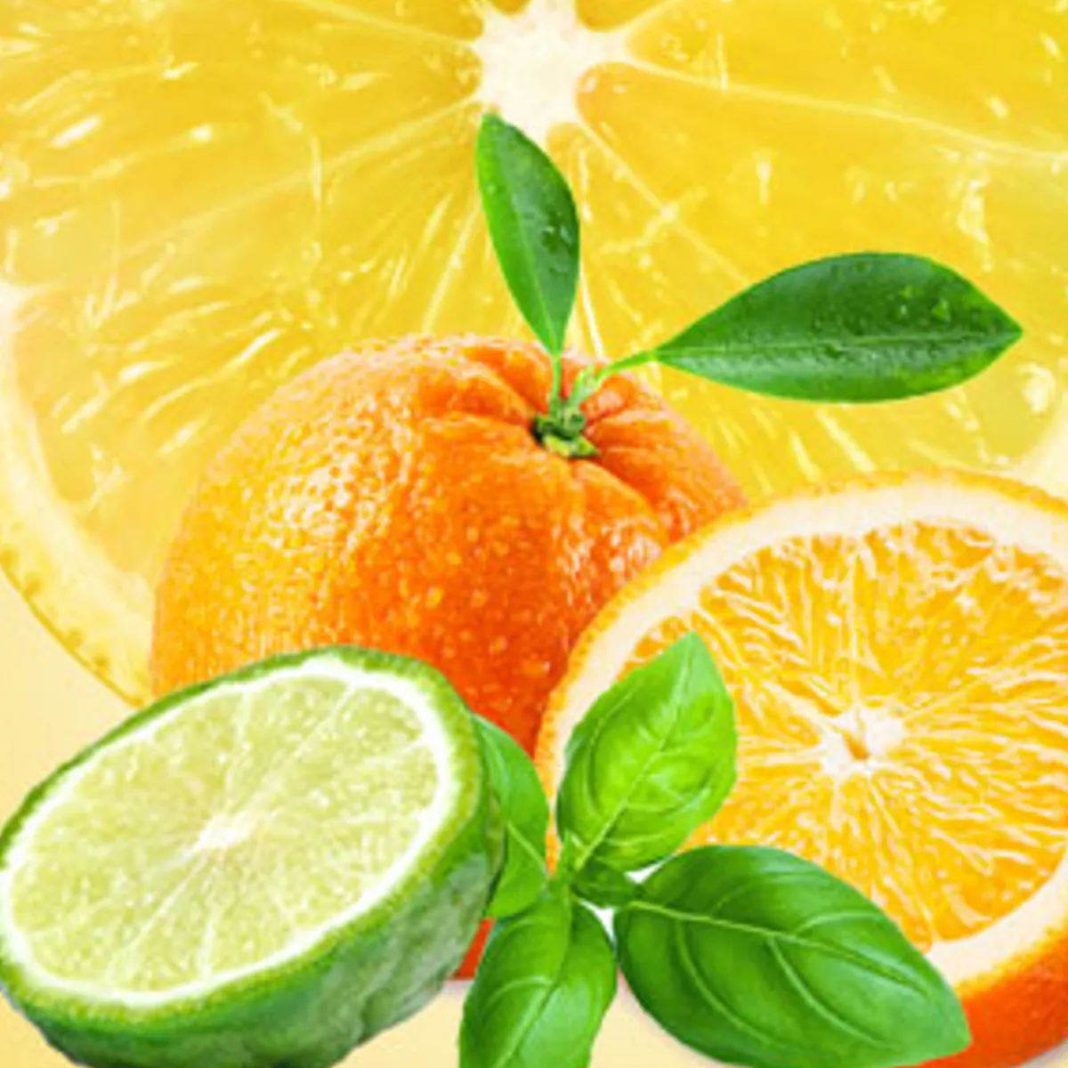 Nature's Garden NG Cool Citrus & Basil Type Fragrance Oil Outlet