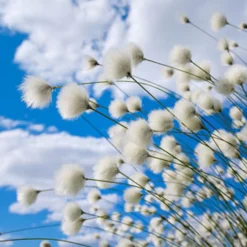 Nature's Garden NG Cotton & Blossoms Fragrance Oil Outlet