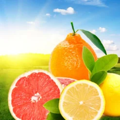 Nature's Garden NG Early Sunrise Type Fragrance Oil Hot