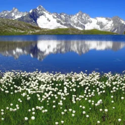 Nature's Garden NG Mountain Fresh Fragrance Oil Clearance