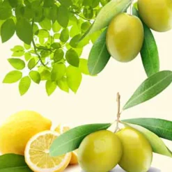 Nature's Garden OMG Olive Fragrance Oil Hot