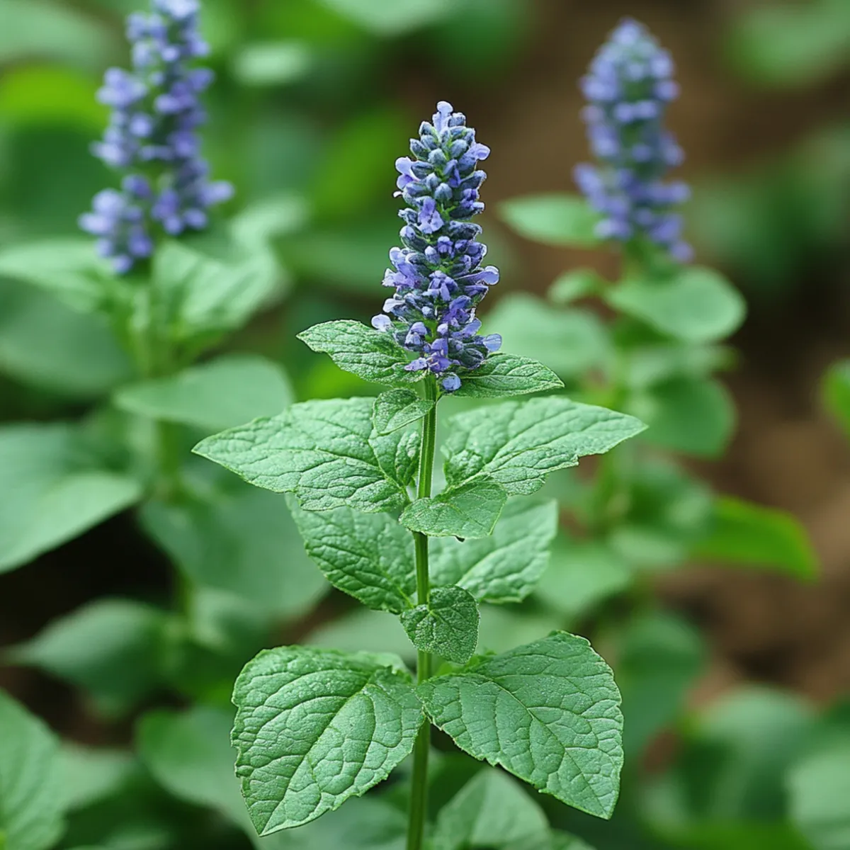 Nature's Garden Patchouli Fragrance Oil Hot