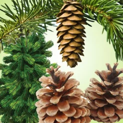 Nature's Garden Pine Forest Fragrance Oil Sale