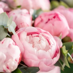 Nature's Garden Pink Peony Paradise Fragrance Oil Hot