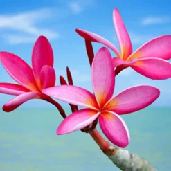 Nature's Garden Plumeria Fragrance Oil Clearance