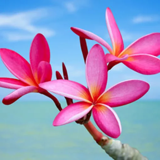 Nature's Garden Plumeria Fragrance Oil Clearance