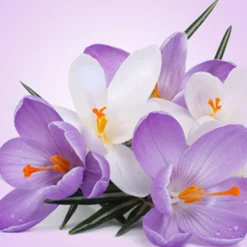 Nature's Garden Poison Crocus Fragrance Oil Best