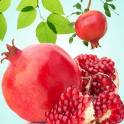 Nature's Garden Pomegranate Fragrance Oil Clearance