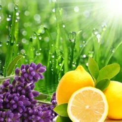 Nature's Garden Rain Barrel Fragrance Oil New