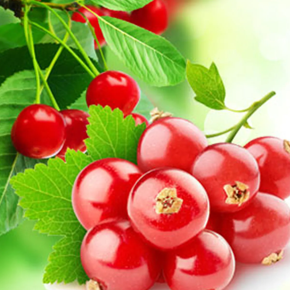 Nature's Garden Red Currant Fragrance Oil Clearance