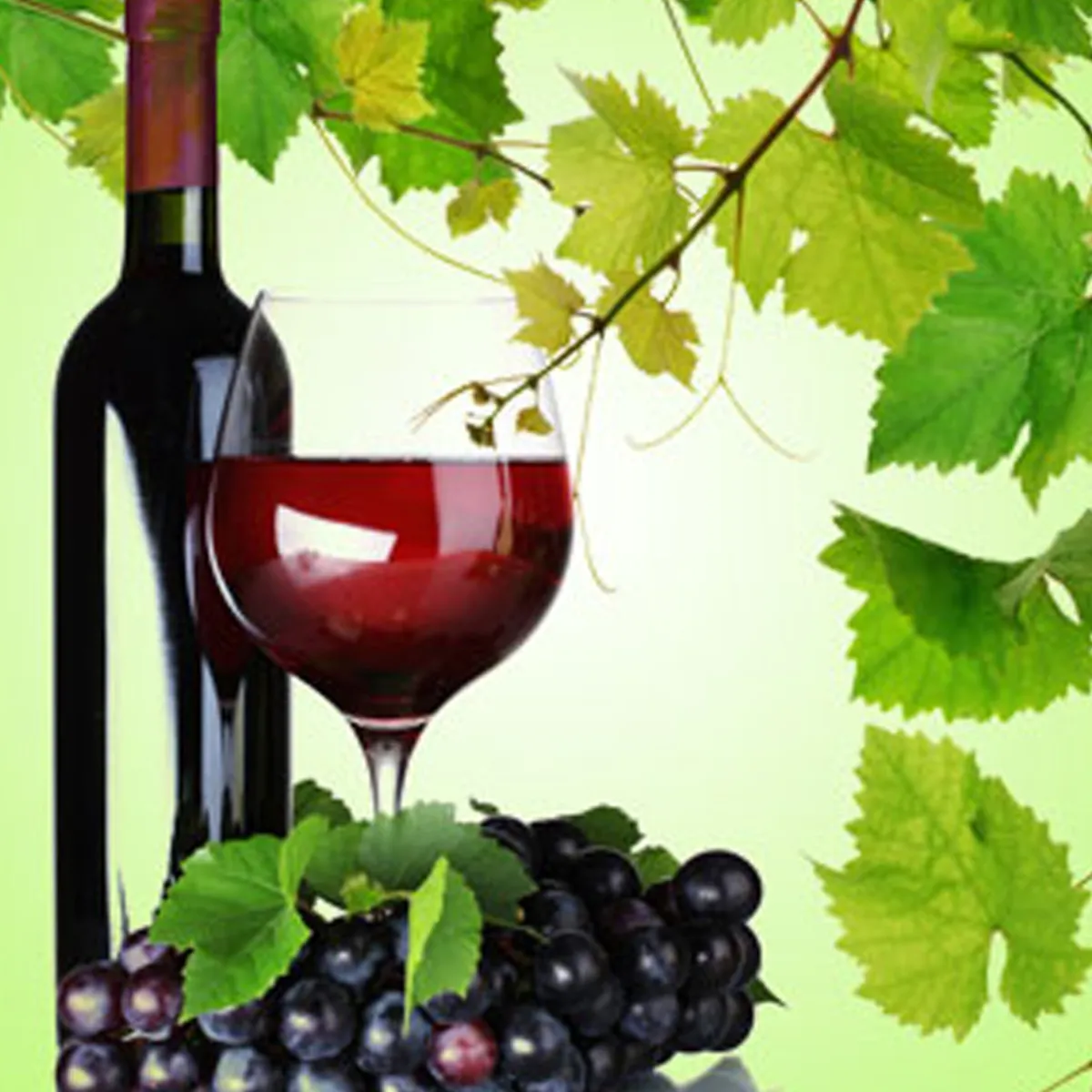 Nature's Garden Shiraz Fragrance Oil Best