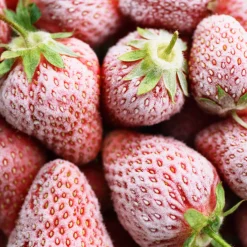 Nature's Garden Snowflakes and Berries Fragrance Oil Sale