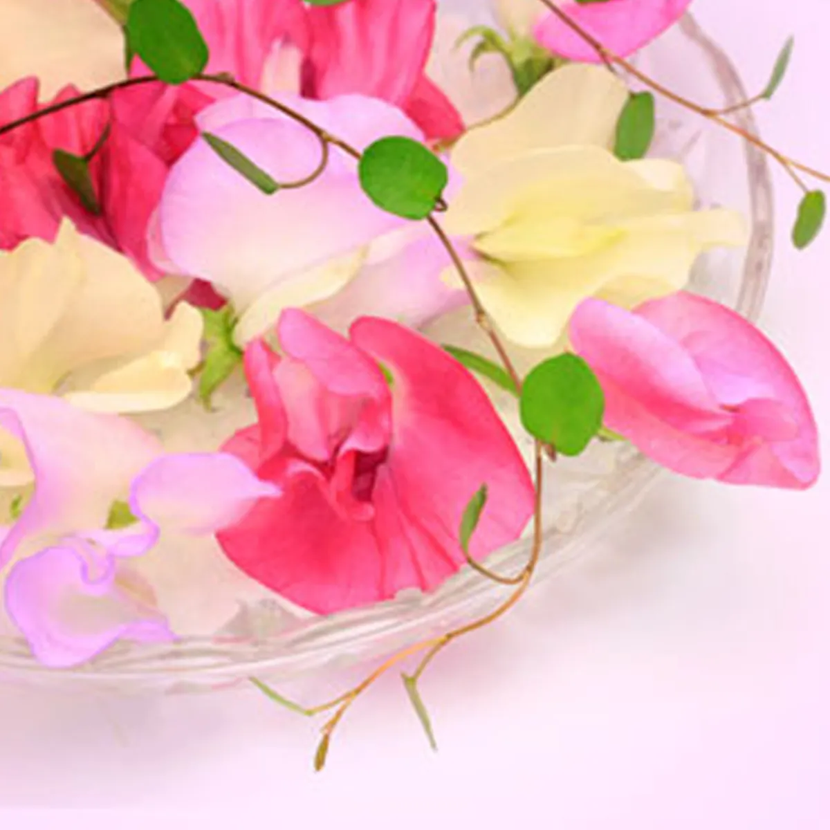Nature's Garden Sweet Pea Fragrance Oil Hot